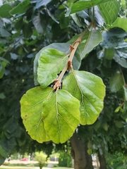 Fagus