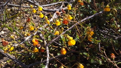 Hermannia multiflora