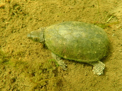 Sternotherus odoratus