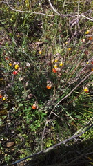 Hermannia multiflora