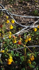 Hermannia multiflora
