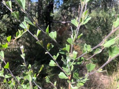 Dodonaea triangularis
