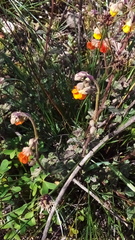 Hermannia multiflora