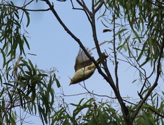 Ptilotula penicillata