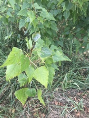Populus nigra