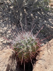 Ferocactus emoryi rectispinus