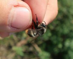 Bombus ruderarius