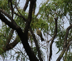 Ptilotula penicillata