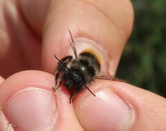 Bombus ruderarius