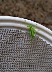 Meconema meridionale
