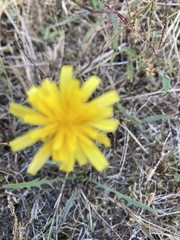 Scorzoneroides autumnalis