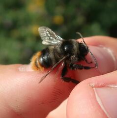 Bombus ruderarius