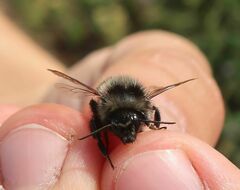 Bombus ruderarius