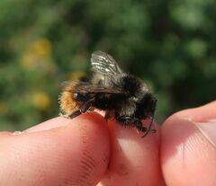 Bombus ruderarius