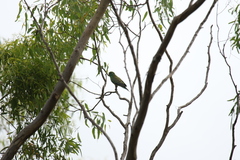 Psephotus haematonotus