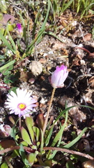 Cleretum bellidiforme