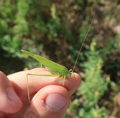 Phaneroptera falcata