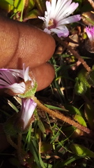 Cleretum bellidiforme