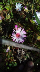 Cleretum bellidiforme