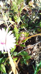 Cleretum bellidiforme