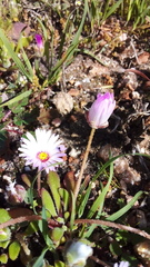 Cleretum bellidiforme