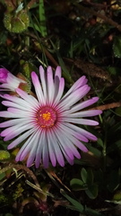 Cleretum bellidiforme