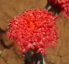Kleinia fulgens