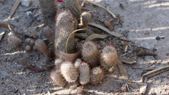 Mammillaria pottsii