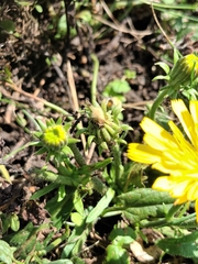 Helminthotheca echioides