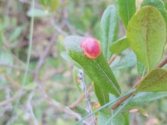Exobasidium cassandrae