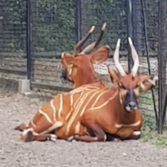 Tragelaphus eurycerus