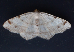 Macaria bisignata