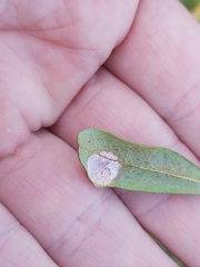 Exobasidium cassandrae