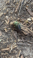 Neotibicen pruinosus