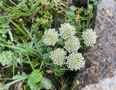 Hymenidium pulszkyi