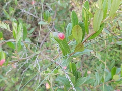 Exobasidium cassandrae
