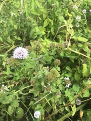 Mentha aquatica