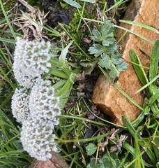 Hymenidium pulszkyi