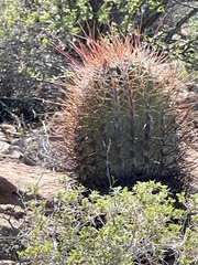 Ferocactus emoryi rectispinus