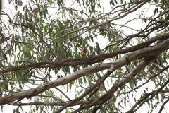 Platycercus eximius