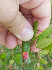 Exobasidium cassandrae