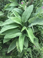 Symphytum officinale