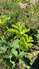 Heracleum maximum