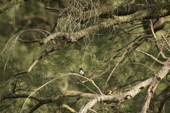 Rhipidura leucophrys