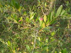 Exobasidium cassandrae