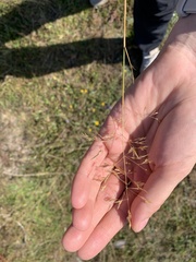 Festuca rubra