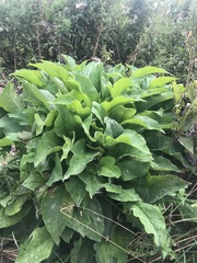 Symphytum officinale