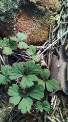 Pelargonium ternifolium