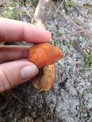 Boletus subvelutipes