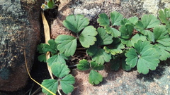 Pelargonium ternifolium